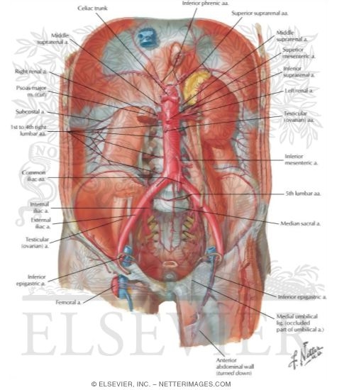 Arteries of Posterior Abdominal Wall
Blood Supply of the Abdomen