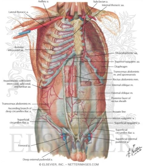 Arteries of Anterior Abdominal Wall
Blood Supply of the Abdomen