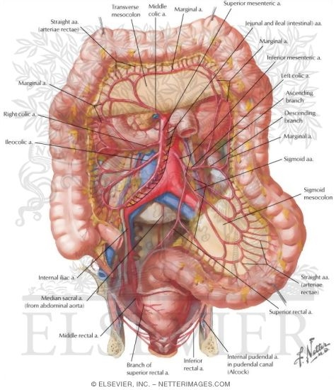 Watermarked preview of labeled image: Arteries of Large Intestine
Blood Supply of Small and Large Intestine