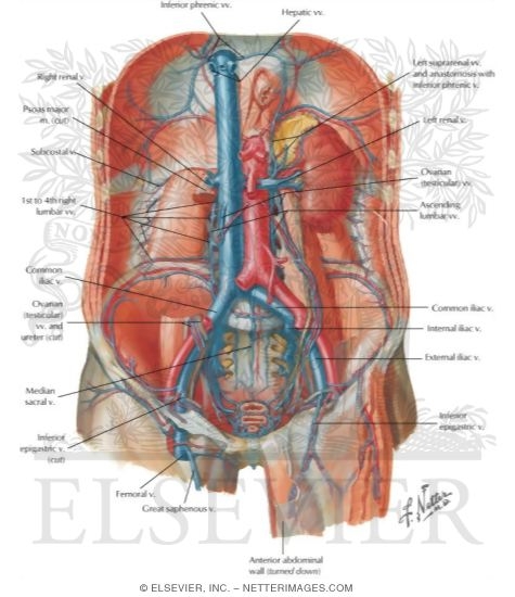 Veins of Posterior Abdominal Wall
Venous Drainage of the Abdomen