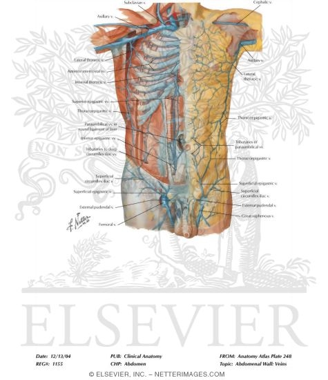 Watermarked preview of labeled image: Veins of Anterior Abdominal Wall
Venous Drainage of the Abdomen
