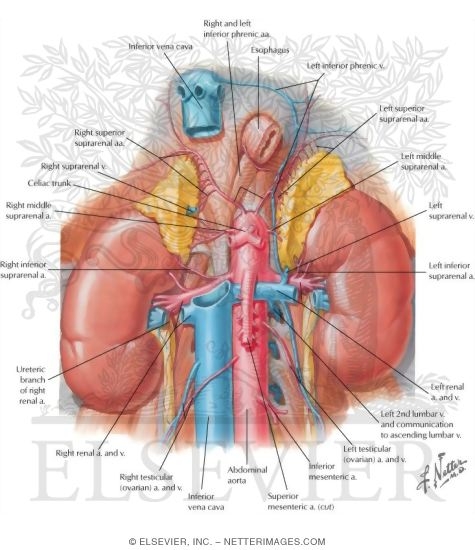 Watermarked preview of labeled image: Renal Artery and Vein In Situ Renal Vasculature