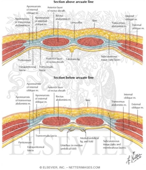 Rectus Sheath Cross Sections