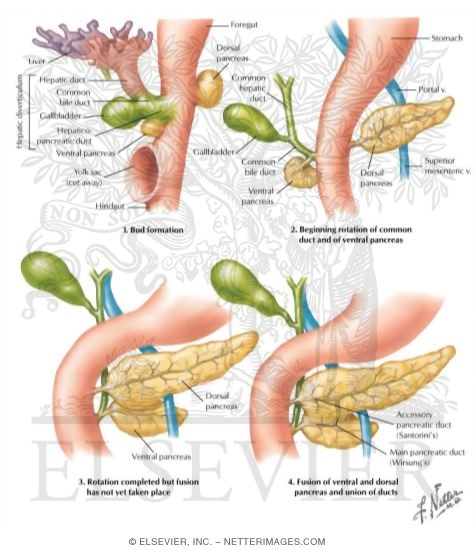 Abdominal Foregut Organ Development