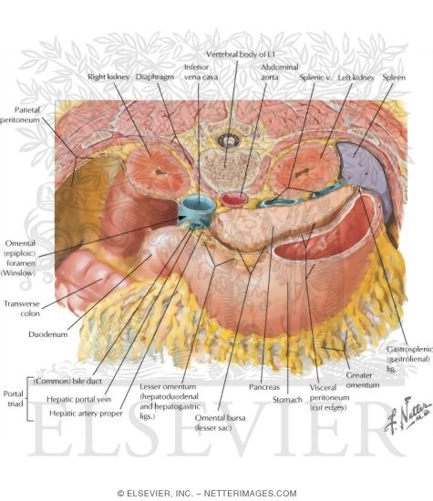 Omental Bursa: Cross Section