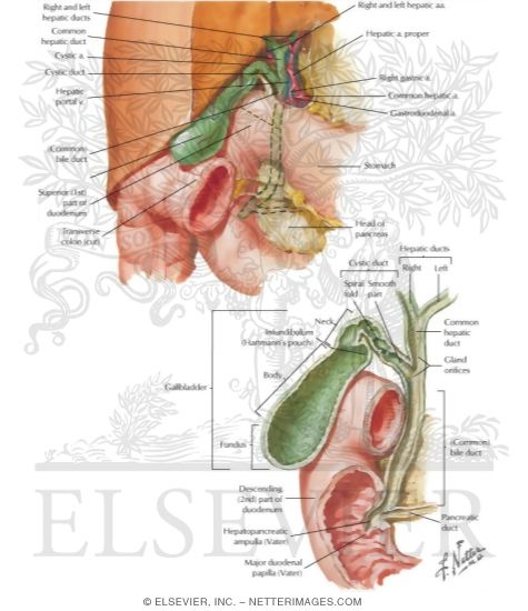 Watermarked preview of labeled image: Gallbladder and Extrahepatic Bile Ducts