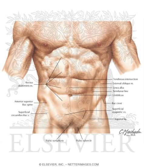 Abdomen: Surface Anatomy