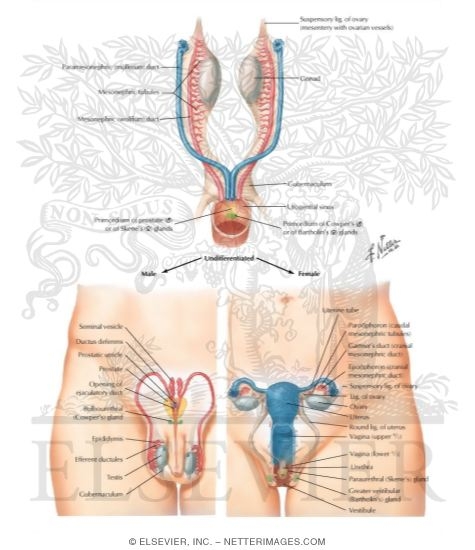 Watermarked preview of labeled image: Anterior View of the Derivatives