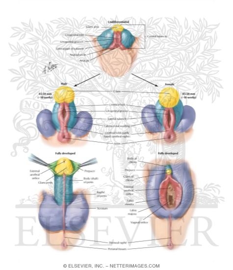 Homologues of External Genitalia