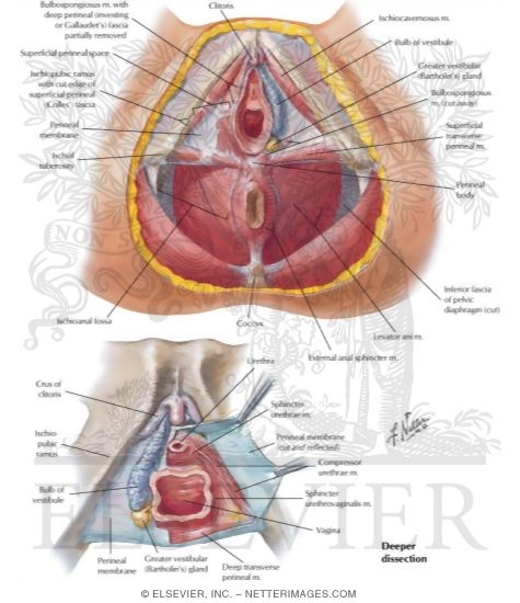 Perineum