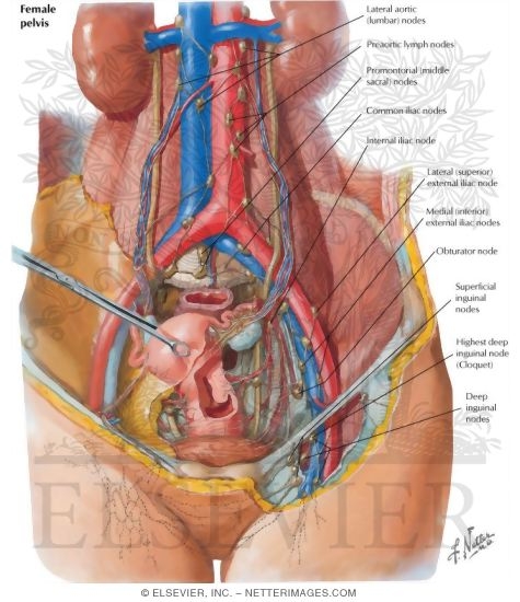 Watermarked preview of labeled image: Lymph Vessels and Nodes of Pelvis and Genitalia: Female
Lymphatic Drainage II - Internal Genitalia