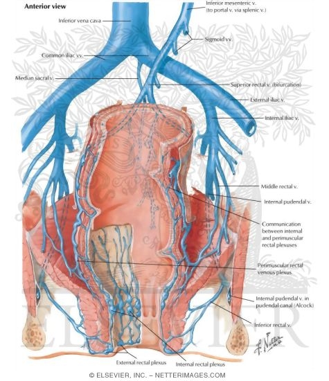 Veins of Rectum and Anal Canal
Venous Drainage of Small and Large Intestine