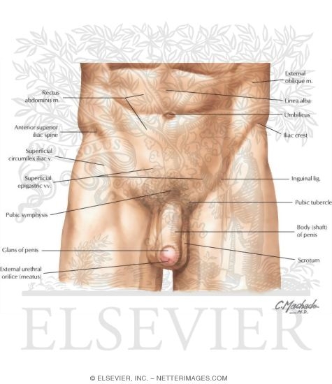 surface anatomy rome fontanacountryinn com surface anatomy