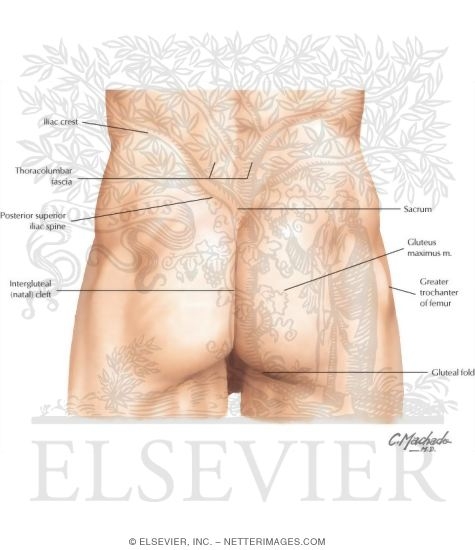 Watermarked preview of labeled image: Pelvis and Perineum: Surface Anatomy
