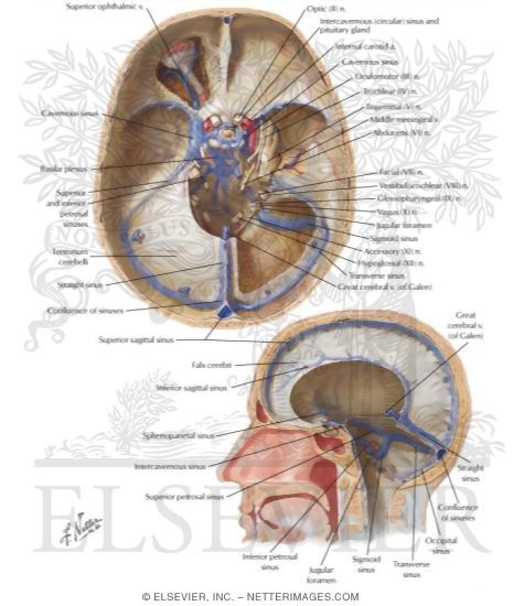 Watermarked preview of labeled image: Venous Sinuses: Sinus Durae Matrix
Venous Sinuses of Dura Mater
