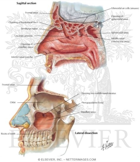 Paranasal Sinuses