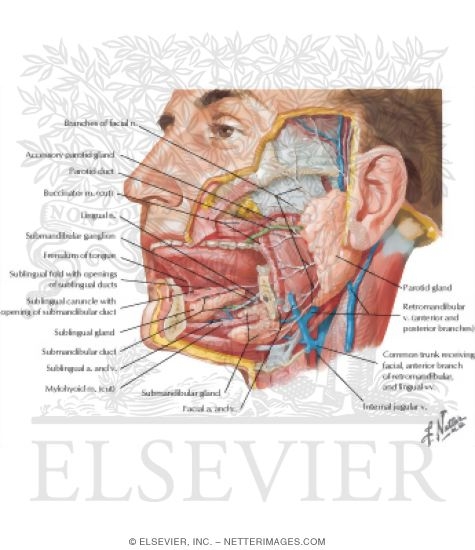 Watermarked preview of labeled image: Salivary Glands