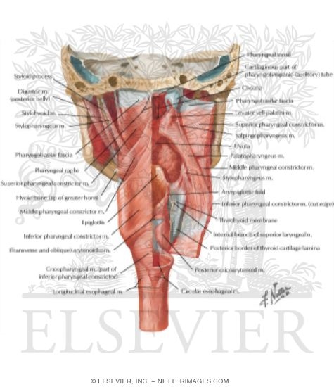 Muscles of Pharynx: Partially Opened Posterior View
Musculature of Pharynx
Posterior View of Pharyngeal Muscles