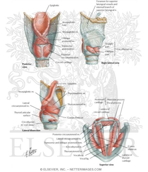 Intrinsic Muscles of Larynx