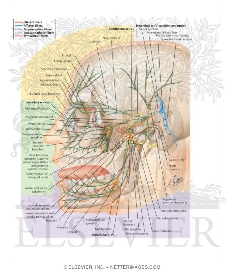 Trigeminal (V) Nerve