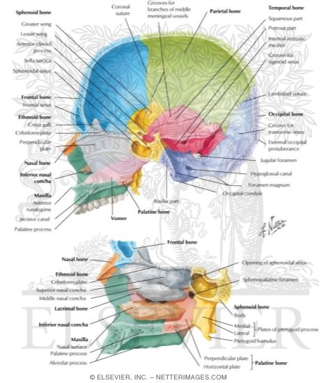 Midsagittal Section of Skull