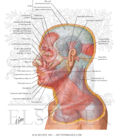 Muscles of Facial Expression: Lateral View