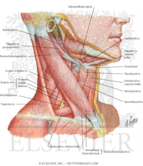 Muscles of Neck: Lateral View