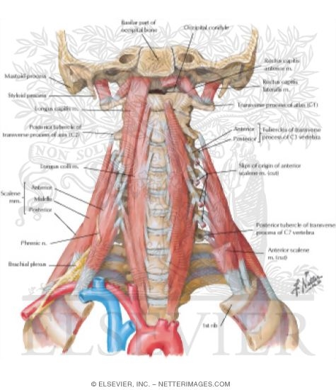 Scalene and Prevertebral Muscles