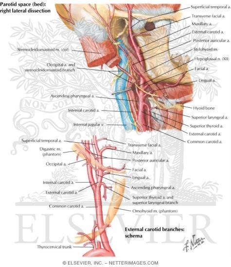 Carotid Arteries