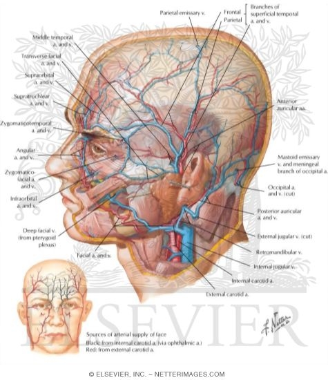 Superficial Arteries and Veins of Face and Scalp