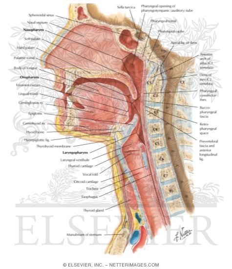 Pharynx: Median Section