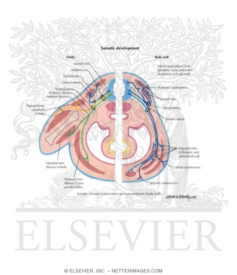Epimere, Hypomere, and Muscle Groups