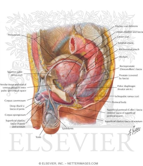 Reproductive System Male Organs