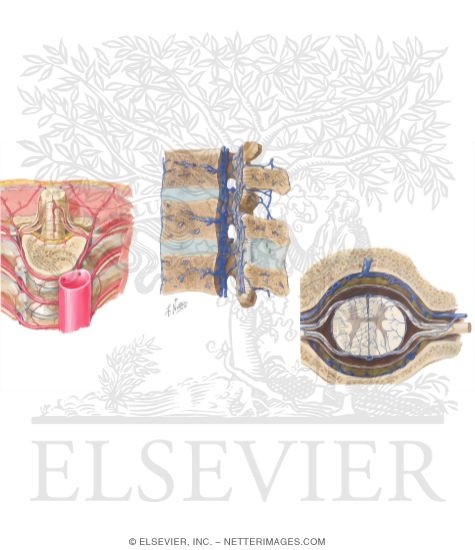 Watermarked preview of unlabeled image: Arteries and Veins of the Spine