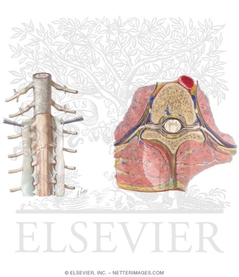 The Spinal Meninges and Their Relationship to the Spinal Cord