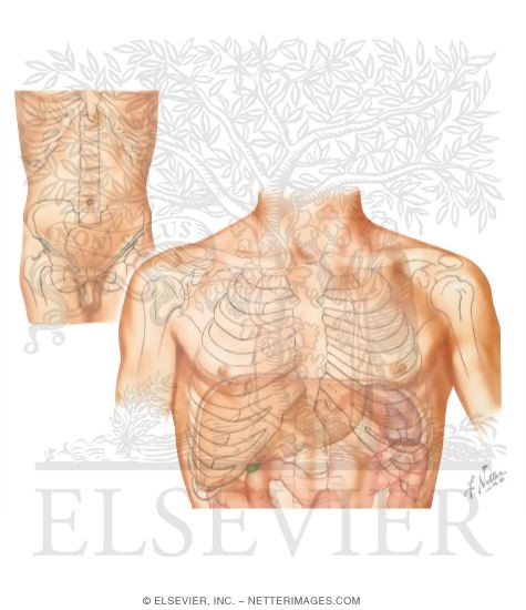 Watermarked preview of unlabeled image: Planes of Reference of the Thorax