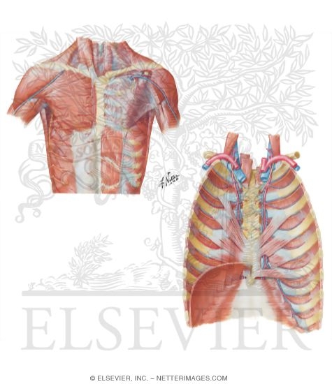Muscles of the Anterior Thoracic Wall