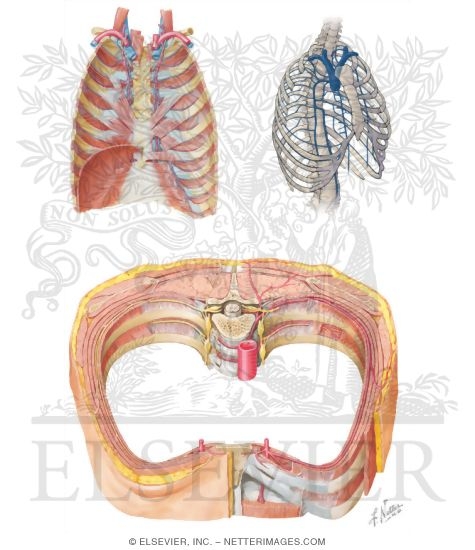 Watermarked preview of unlabeled image: Intercostal Vessels and Nerves