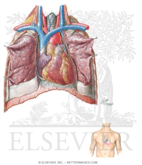 Anterior In Situ Exposure of the Heart