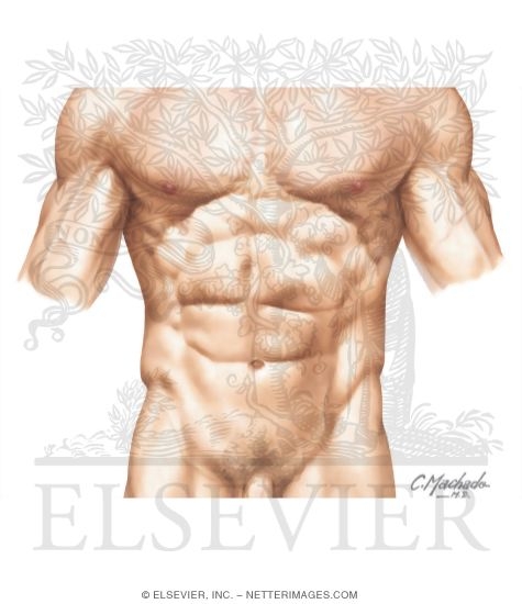 Key Landmarks of the Surface Anatomy of the Anterolateral Abdominal Wall