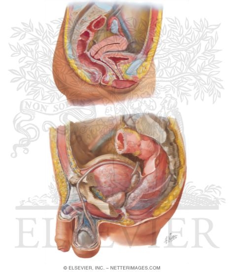 Watermarked preview of unlabeled image: The Reproductive System