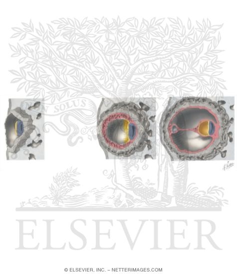 Bilaminar Disc Formation During Week Two of Human Development