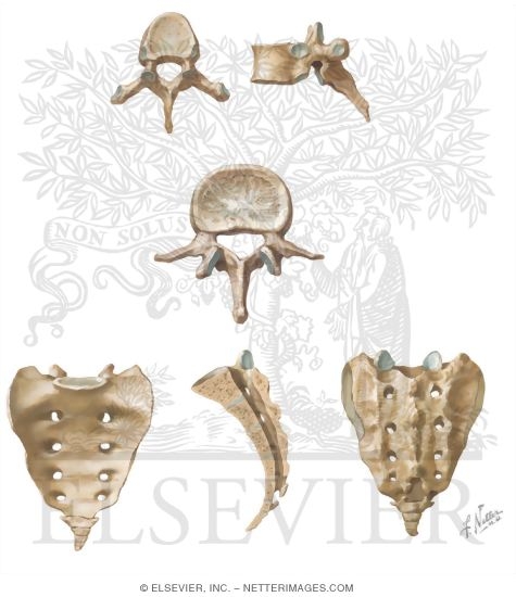 Watermarked preview of unlabeled image: Representative Vertebrae