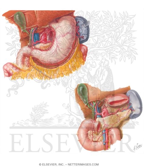 Celiac Trunk