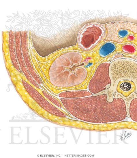 Transverse Section Through L2 Vertebra