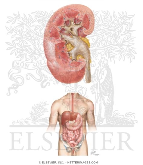 Watermarked preview of unlabeled image: Features of the Right Kidney