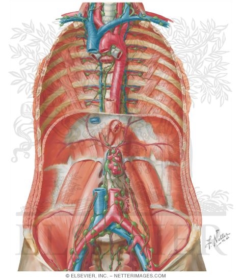 Watermarked preview of unlabeled image: Abdominal Lymphatics