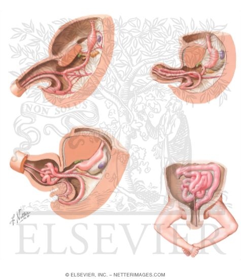 Watermarked preview of unlabeled image: Sequence of Embryonic Gut Tube Rotations