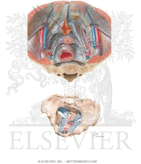 Watermarked preview of unlabeled image: Endopelvic Fascia In the Female