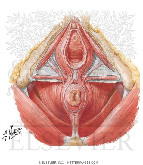 Muscles of the Female Perineum